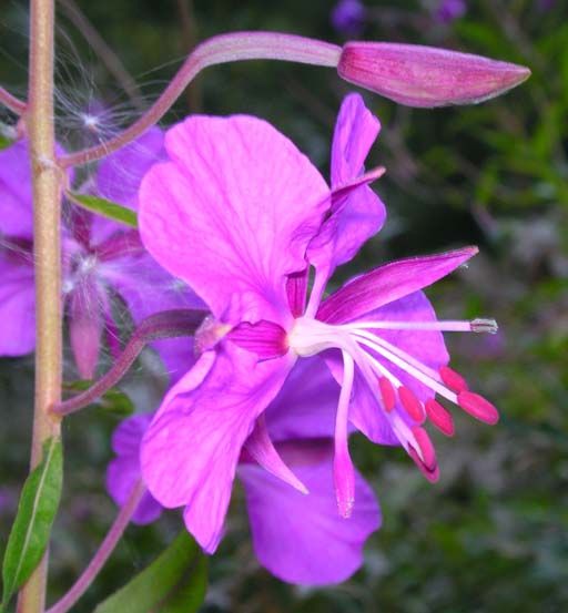  Image name: epilobio3.jpg 
 width: 512 pixel 
 height: 553 pixel 
 Size: 50973 bytes 
 Click to enlarge 